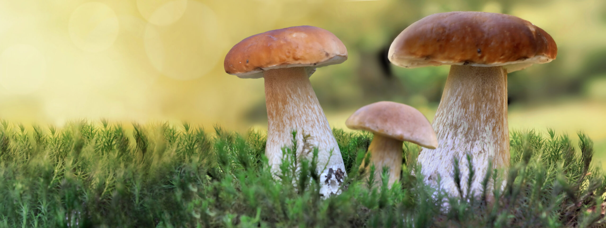 Методы изолирования чистых культур грибов и приготовления посадочного материала